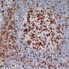 ICOS antibody